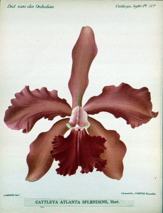 Dictionnaire iconographique des orchidees :.Bruxelles :Imp. F. Havermans, 1896-1907.. |  | Vintage Print Reproduction 469679