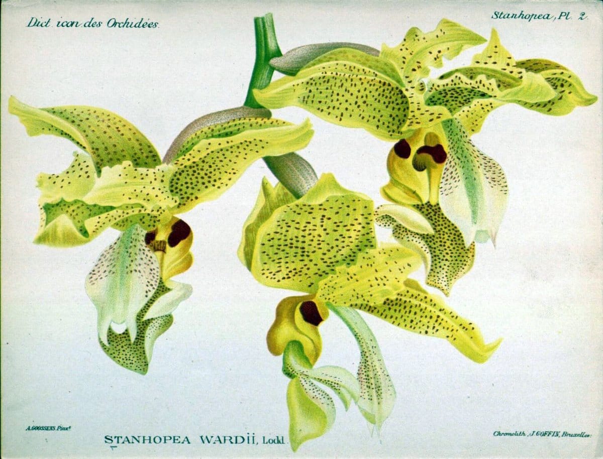 Dictionnaire iconographique des orchidees :.Bruxelles :Imp. F. Havermans, 1896-1907.. |  | Vintage Print Reproduction 469680