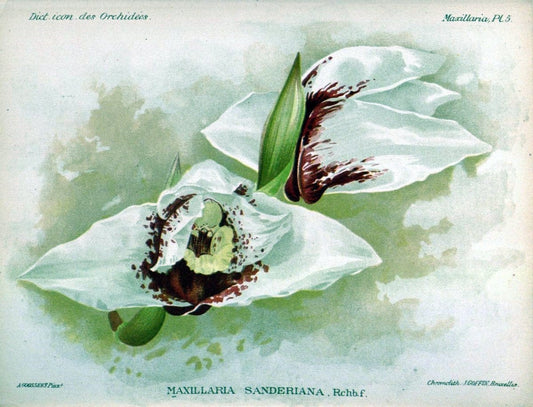 Dictionnaire iconographique des orchidees :.Bruxelles :Imp. F. Havermans, 1896-1907.. |  | Vintage Print Reproduction 469682