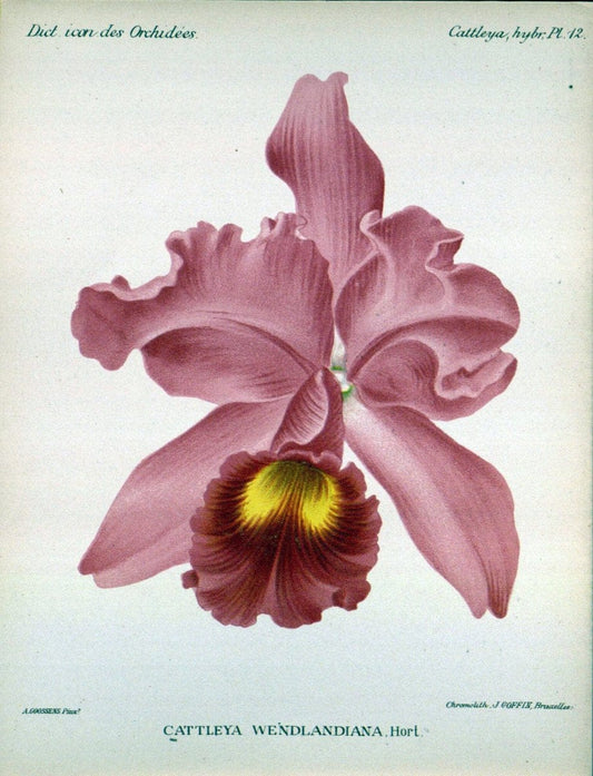 Dictionnaire iconographique des orchidees :.Bruxelles :Imp. F. Havermans, 1896-1907.. |  | Vintage Print Reproduction 469683