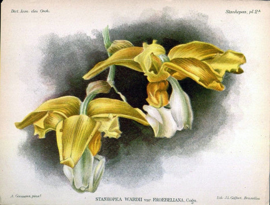 Dictionnaire iconographique des orchidees :.Bruxelles :Imp. F. Havermans, 1896-1907.. |  | Vintage Print Reproduction 469684