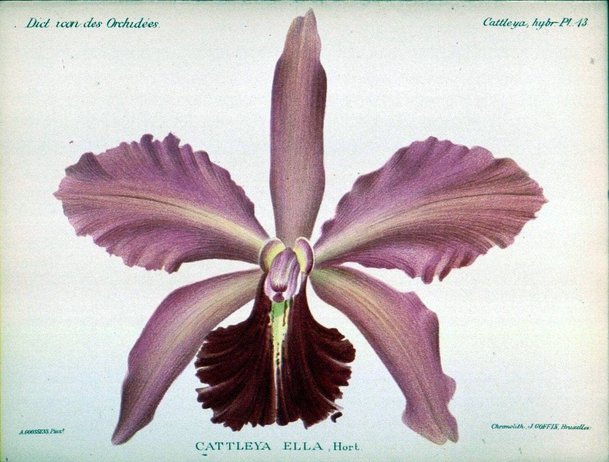 Dictionnaire iconographique des orchidees :.Bruxelles :Imp. F. Havermans, 1896-1907.. |  | Vintage Print Reproduction 469685
