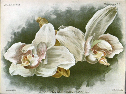 Dictionnaire iconographique des orchidees :.Bruxelles :Imp. F. Havermans, 1896-1907.. |  | Vintage Print Reproduction 469686