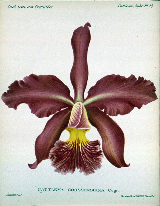 Dictionnaire iconographique des orchidees :.Bruxelles :Imp. F. Havermans, 1896-1907.. |  | Vintage Print Reproduction 469687