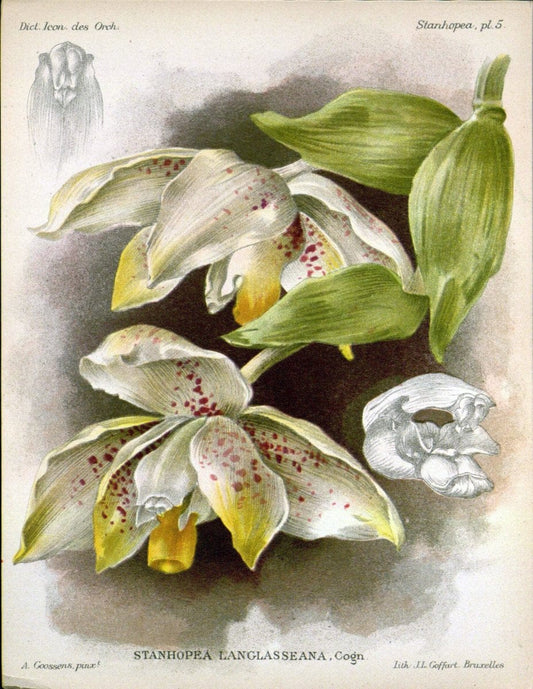 Dictionnaire iconographique des orchidees :.Bruxelles :Imp. F. Havermans, 1896-1907.. |  | Vintage Print Reproduction 469688