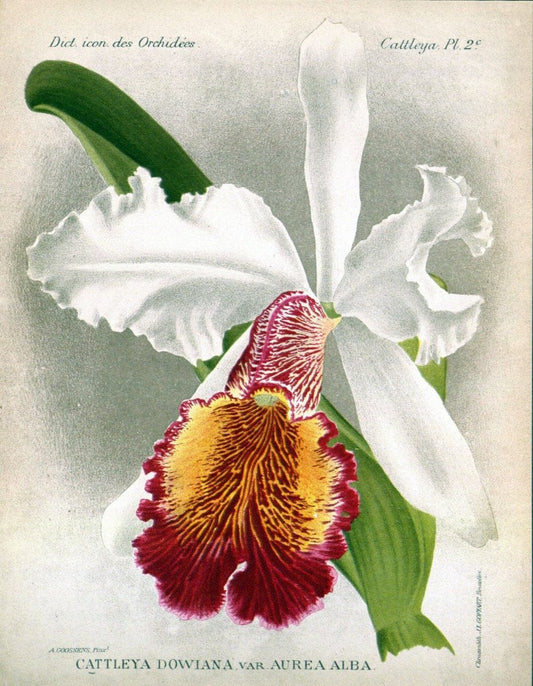 Dictionnaire iconographique des orchidees :.Bruxelles :Imp. F. Havermans, 1896-1907.. |  | Vintage Print Reproduction 469689