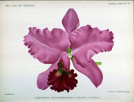 Dictionnaire iconographique des orchidees :.Bruxelles :Imp. F. Havermans, 1896-1907.. |  | Vintage Print Reproduction 469690