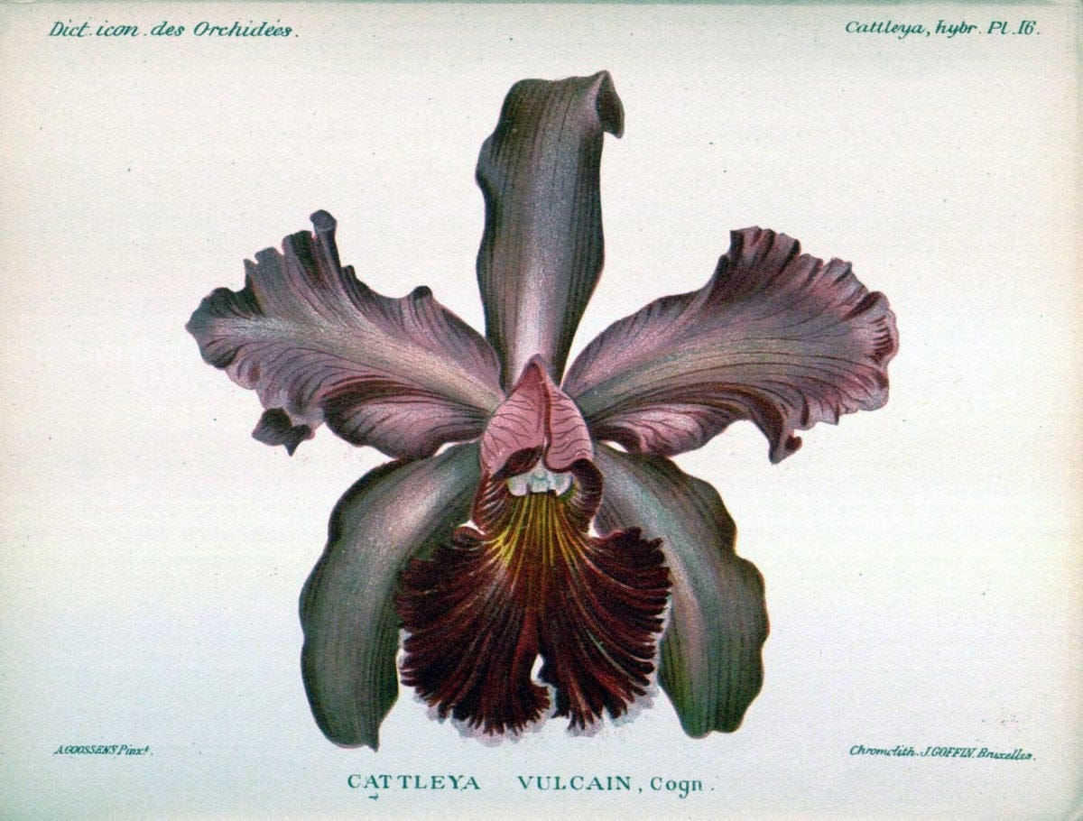 Dictionnaire iconographique des orchidees :.Bruxelles :Imp. F. Havermans, 1896-1907.. |  | Vintage Print Reproduction 469692
