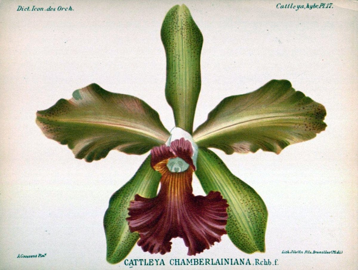 Dictionnaire iconographique des orchidees :.Bruxelles :Imp. F. Havermans, 1896-1907.. |  | Vintage Print Reproduction 469693