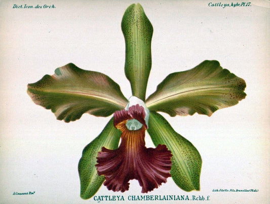 Dictionnaire iconographique des orchidees :.Bruxelles :Imp. F. Havermans, 1896-1907.. |  | Vintage Print Reproduction 469693
