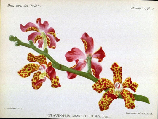 Dictionnaire iconographique des orchidees :.Bruxelles :Imp. F. Havermans, 1896-1907.. |  | Vintage Print Reproduction 469694