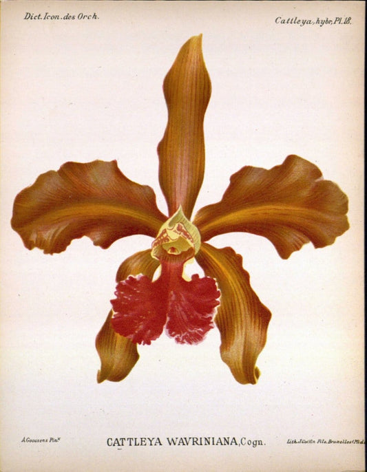 Dictionnaire iconographique des orchidees :.Bruxelles :Imp. F. Havermans, 1896-1907.. |  | Vintage Print Reproduction 469695