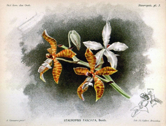Dictionnaire iconographique des orchidees :.Bruxelles :Imp. F. Havermans, 1896-1907.. |  | Vintage Print Reproduction 469698