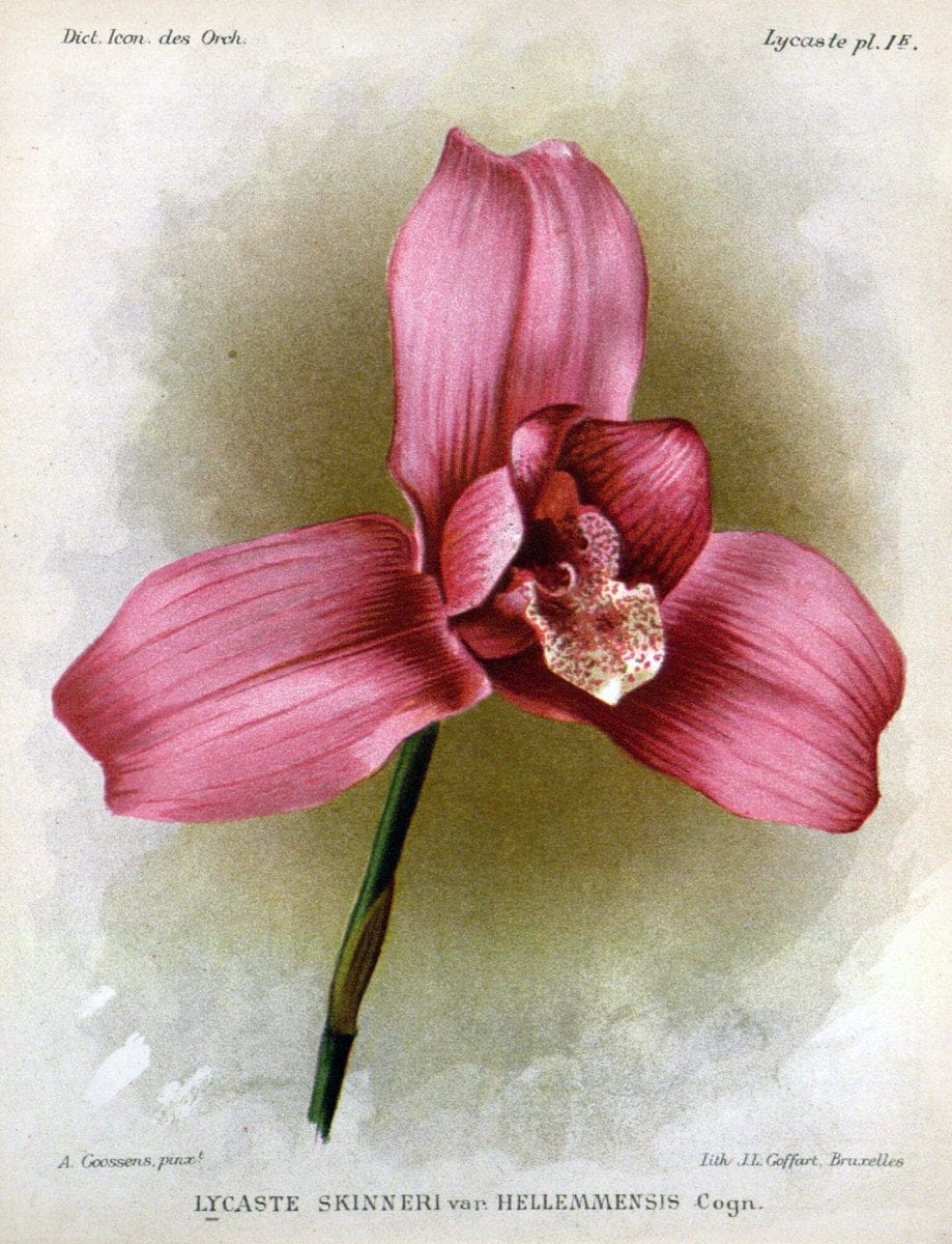 Dictionnaire iconographique des orchidees :.Bruxelles :Imp. F. Havermans, 1896-1907.. |  | Vintage Print Reproduction 469699