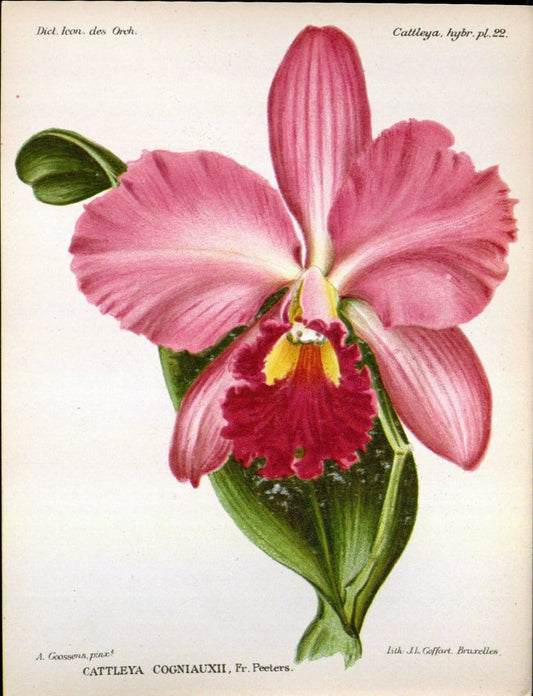 Dictionnaire iconographique des orchidees :.Bruxelles :Imp. F. Havermans, 1896-1907.. |  | Vintage Print Reproduction 469700