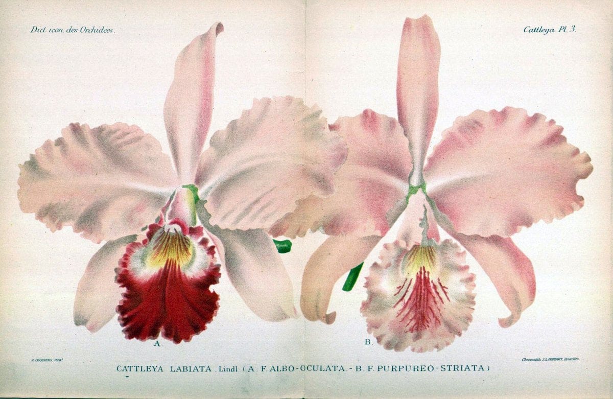 Dictionnaire iconographique des orchidees :.Bruxelles :Imp. F. Havermans, 1896-1907.. |  | Vintage Print Reproduction 469703