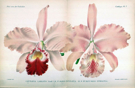 Dictionnaire iconographique des orchidees :.Bruxelles :Imp. F. Havermans, 1896-1907.. |  | Vintage Print Reproduction 469703