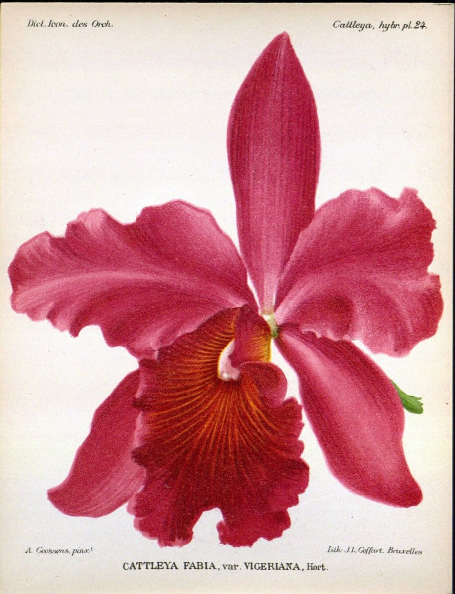 Dictionnaire iconographique des orchidees :.Bruxelles :Imp. F. Havermans, 1896-1907.. |  | Vintage Print Reproduction 469705