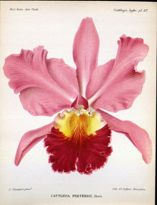 Dictionnaire iconographique des orchidees :.Bruxelles :Imp. F. Havermans, 1896-1907.. |  | Vintage Print Reproduction 469713