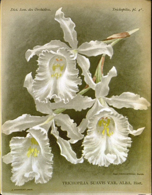 Dictionnaire iconographique des orchidees :.Bruxelles :Imp. F. Havermans, 1896-1907.. |  | Vintage Print Reproduction 469716