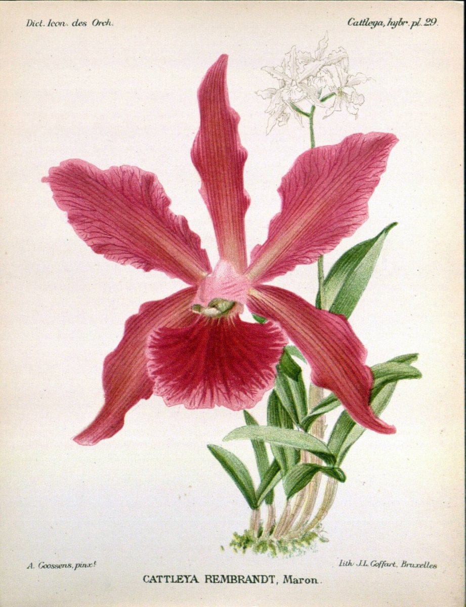 Dictionnaire iconographique des orchidees :.Bruxelles :Imp. F. Havermans, 1896-1907.. |  | Vintage Print Reproduction 469717