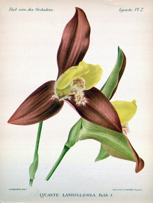 Dictionnaire iconographique des orchidees :.Bruxelles :Imp. F. Havermans, 1896-1907.. |  | Vintage Print Reproduction 469721