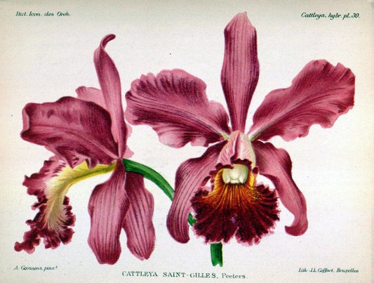 Dictionnaire iconographique des orchidees :.Bruxelles :Imp. F. Havermans, 1896-1907.. |  | Vintage Print Reproduction 469722