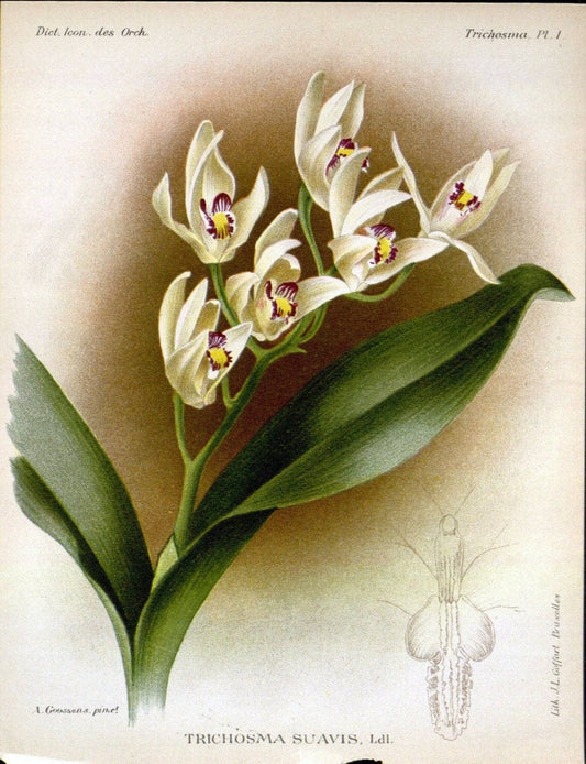Dictionnaire iconographique des orchidees :.Bruxelles :Imp. F. Havermans, 1896-1907.. |  | Vintage Print Reproduction 469724