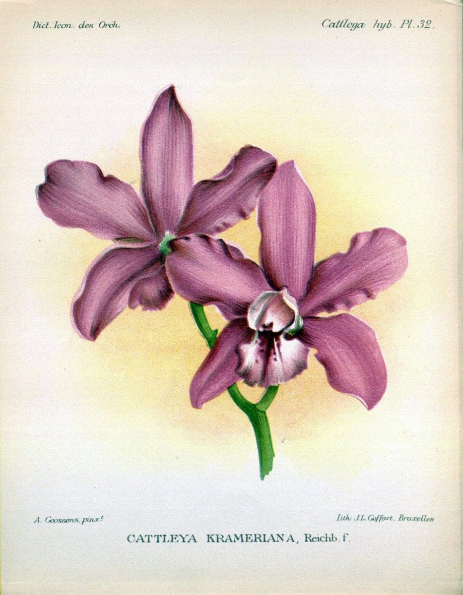 Dragable Image
