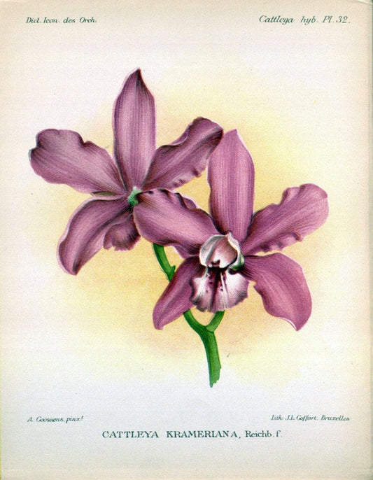 Dictionnaire iconographique des orchidees :.Bruxelles :Imp. F. Havermans, 1896-1907.. |  | Vintage Print Reproduction 469725