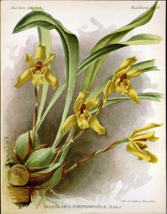 Dictionnaire iconographique des orchidees :.Bruxelles :Imp. F. Havermans, 1896-1907.. |  | Vintage Print Reproduction 469726