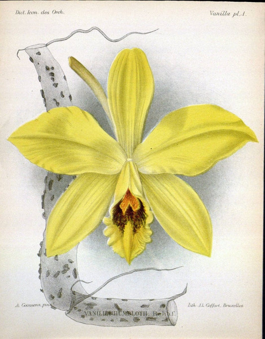 Dictionnaire iconographique des orchidees :.Bruxelles :Imp. F. Havermans, 1896-1907.. |  | Vintage Print Reproduction 469728