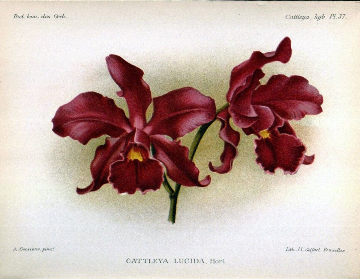 Dictionnaire iconographique des orchidees :.Bruxelles :Imp. F. Havermans, 1896-1907.. |  | Vintage Print Reproduction 469729