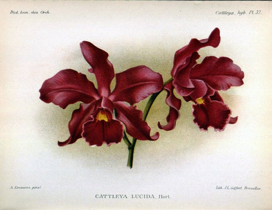 Dictionnaire iconographique des orchidees :.Bruxelles :Imp. F. Havermans, 1896-1907.. |  | Vintage Print Reproduction 469729