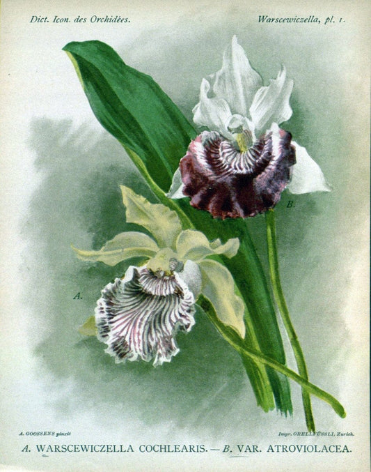 Dictionnaire iconographique des orchidees :.Bruxelles :Imp. F. Havermans, 1896-1907.. |  | Vintage Print Reproduction 469730