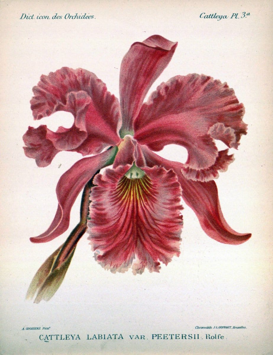 Dictionnaire iconographique des orchidees :.Bruxelles :Imp. F. Havermans, 1896-1907.. |  | Vintage Print Reproduction 469731