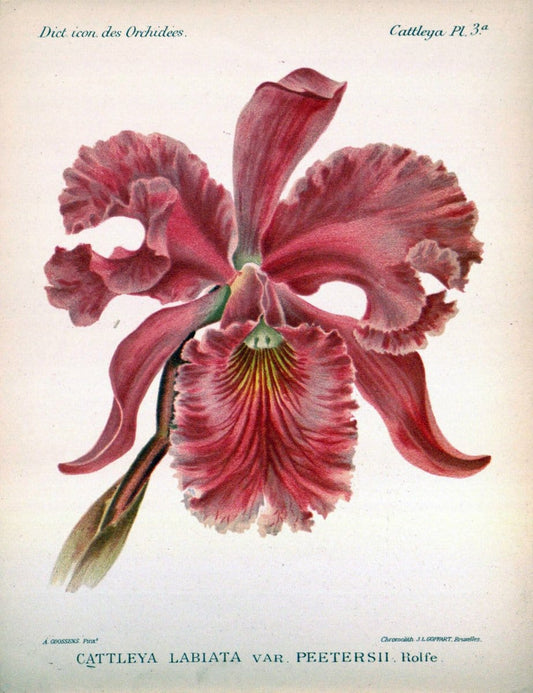 Dictionnaire iconographique des orchidees :.Bruxelles :Imp. F. Havermans, 1896-1907.. |  | Vintage Print Reproduction 469731