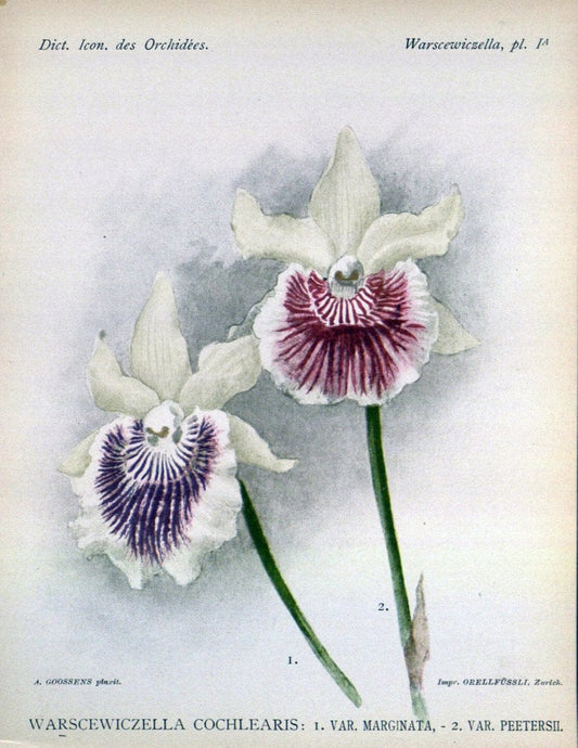 Dictionnaire iconographique des orchidees :.Bruxelles :Imp. F. Havermans, 1896-1907.. |  | Vintage Print Reproduction 469732