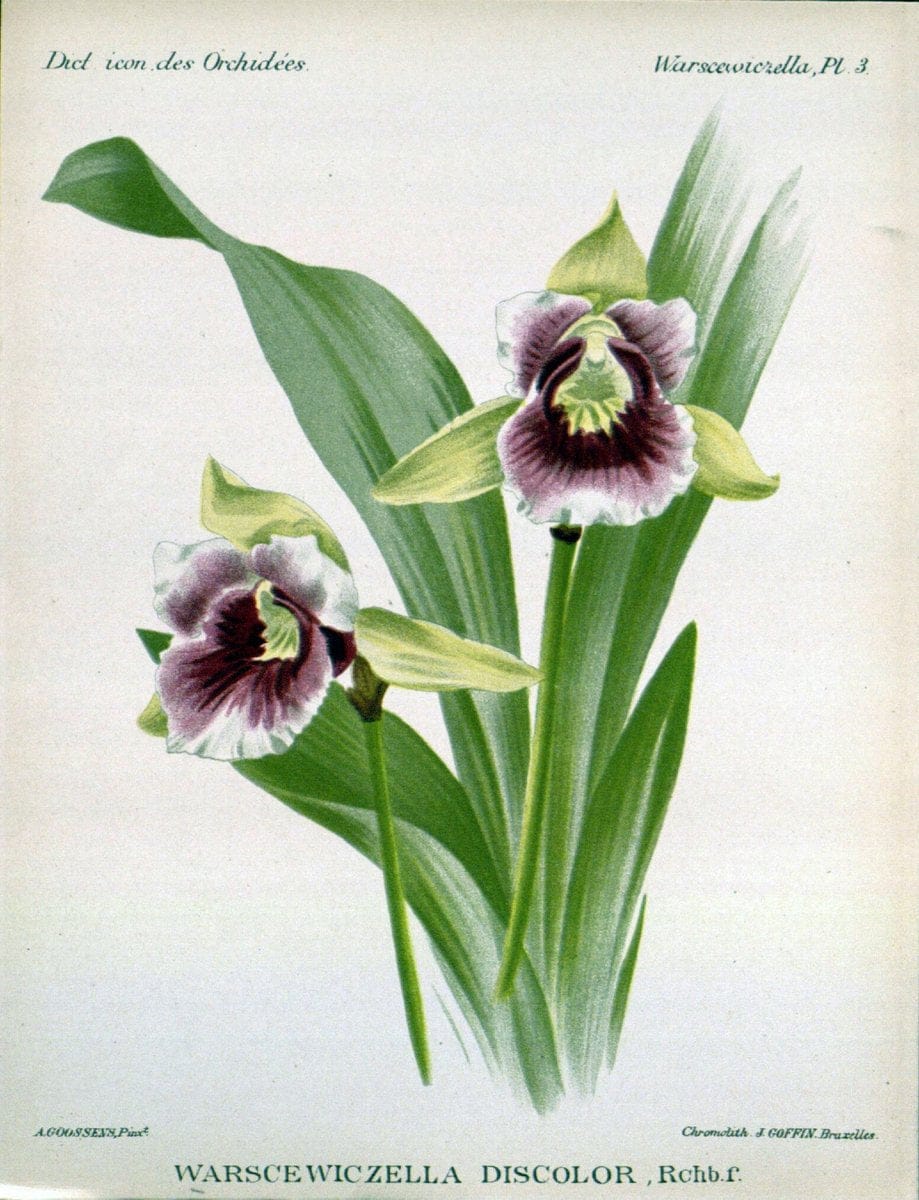 Dictionnaire iconographique des orchidees :.Bruxelles :Imp. F. Havermans, 1896-1907.. |  | Vintage Print Reproduction 469734