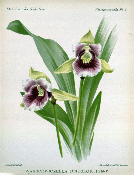 Dictionnaire iconographique des orchidees :.Bruxelles :Imp. F. Havermans, 1896-1907.. |  | Vintage Print Reproduction 469734