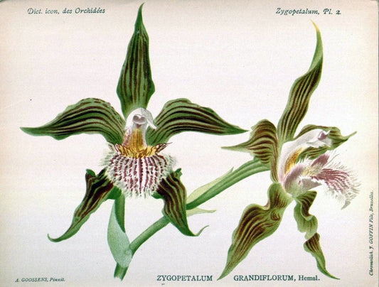 Dictionnaire iconographique des orchidees :.Bruxelles :Imp. F. Havermans, 1896-1907.. |  | Vintage Print Reproduction 469738