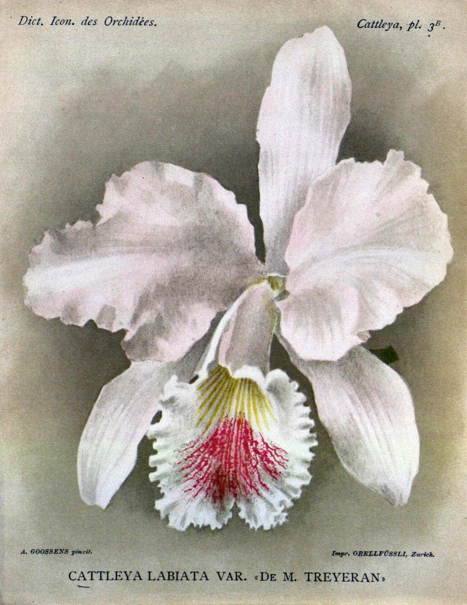 Dictionnaire iconographique des orchidees :.Bruxelles :Imp. F. Havermans, 1896-1907.. |  | Vintage Print Reproduction 469739