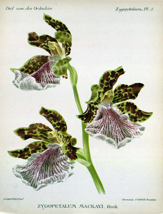 Dictionnaire iconographique des orchidees :.Bruxelles :Imp. F. Havermans, 1896-1907.. |  | Vintage Print Reproduction 469740