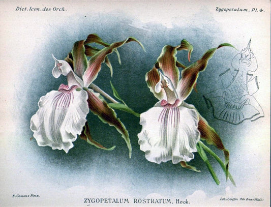 Dictionnaire iconographique des orchidees :.Bruxelles :Imp. F. Havermans, 1896-1907.. |  | Vintage Print Reproduction 469741