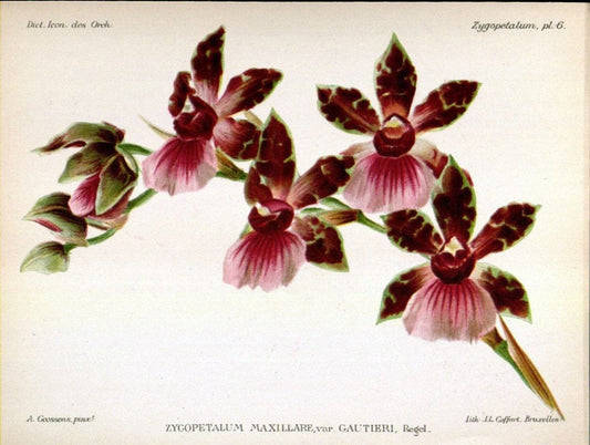 Dictionnaire iconographique des orchidees :.Bruxelles :Imp. F. Havermans, 1896-1907.. |  | Vintage Print Reproduction 469742
