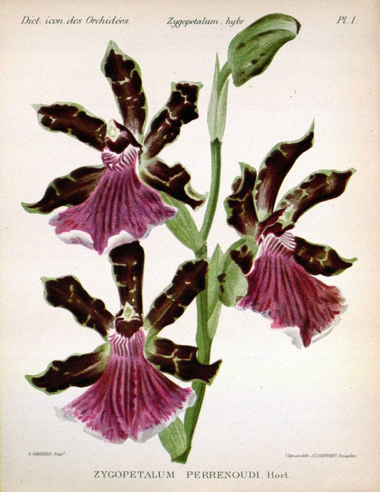 Dictionnaire iconographique des orchidees :.Bruxelles :Imp. F. Havermans, 1896-1907.. |  | Vintage Print Reproduction 469743