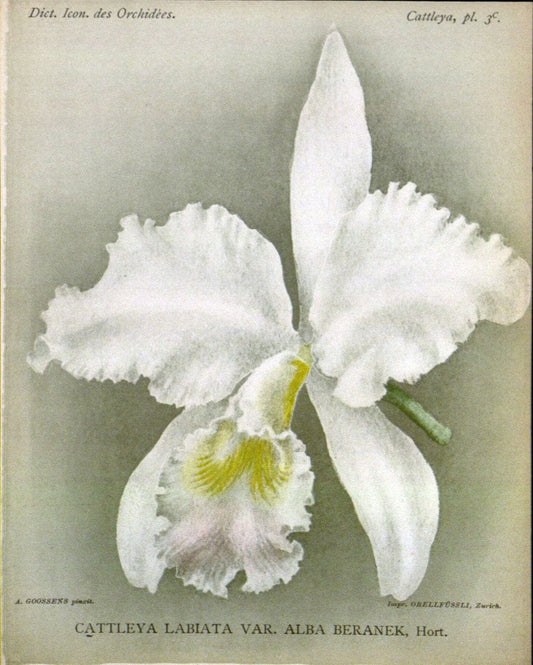 Dictionnaire iconographique des orchidees :.Bruxelles :Imp. F. Havermans, 1896-1907.. |  | Vintage Print Reproduction 469745