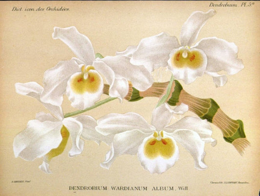 Dictionnaire iconographique des orchidees :.Bruxelles :Imp. F. Havermans, 1896-1907.. |  | Vintage Print Reproduction 469747