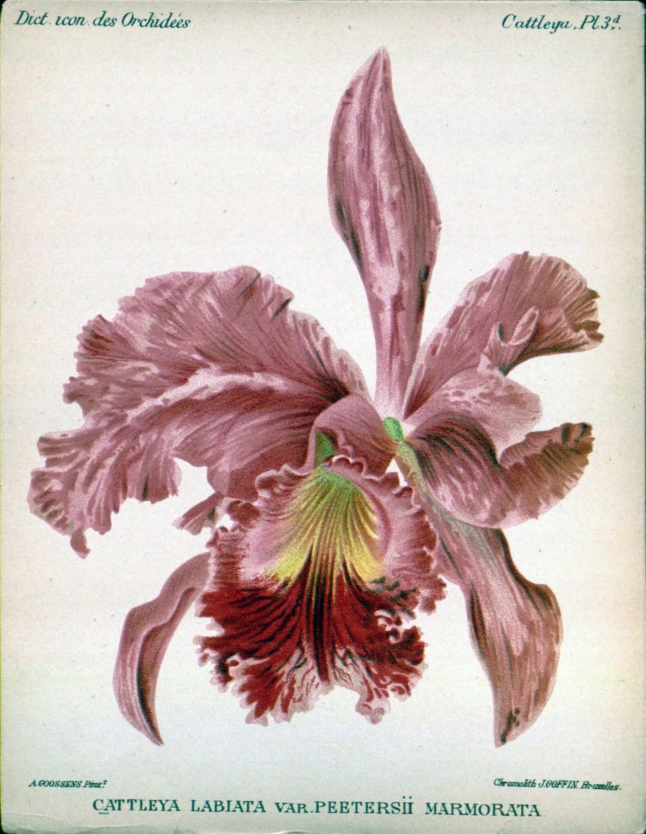 Dictionnaire iconographique des orchidees :.Bruxelles :Imp. F. Havermans, 1896-1907.. |  | Vintage Print Reproduction 469748