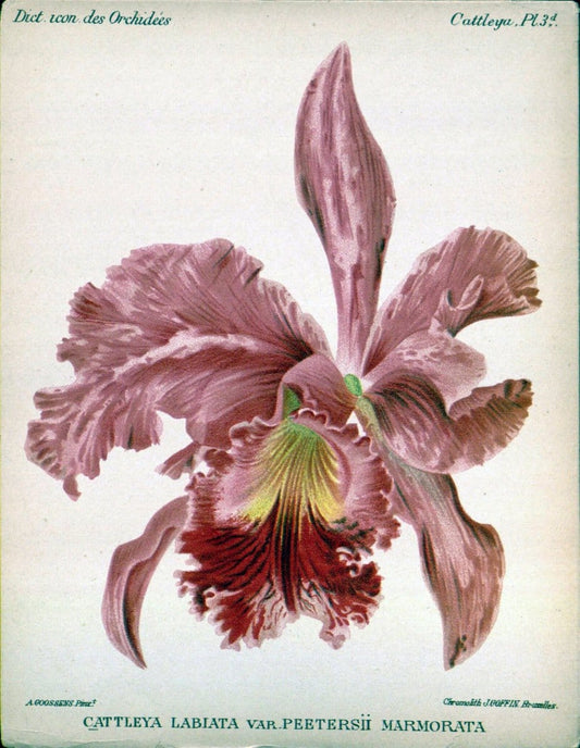 Dictionnaire iconographique des orchidees :.Bruxelles :Imp. F. Havermans, 1896-1907.. |  | Vintage Print Reproduction 469748